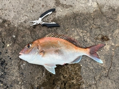 マダイの釣果