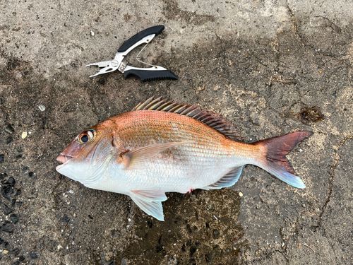 マダイの釣果