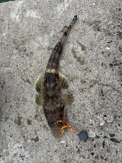イネゴチの釣果
