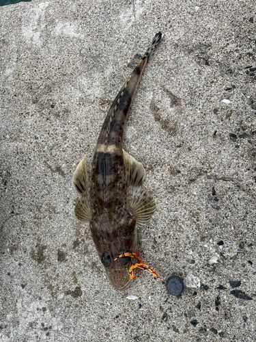 イネゴチの釣果