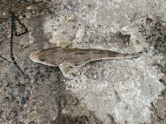 イネゴチの釣果