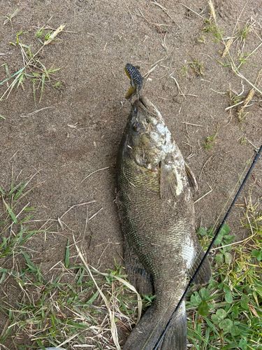 スモールマウスバスの釣果