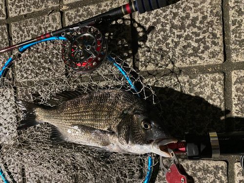 クロダイの釣果