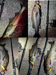 セイゴ（マルスズキ）の釣果