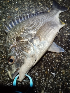 キビレの釣果