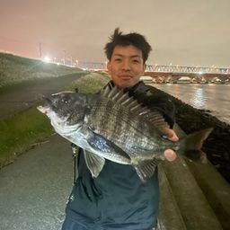 クロダイ