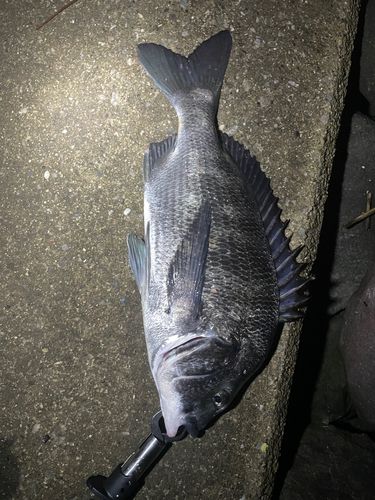 クロダイの釣果