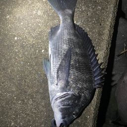 クロダイ