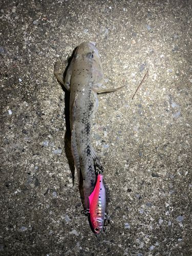 ウロハゼの釣果