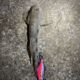 ウロハゼ