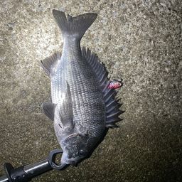 クロダイ