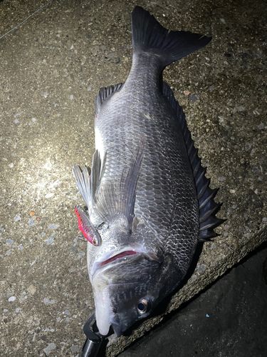 クロダイの釣果