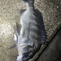 クロダイ