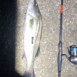 フッコ（マルスズキ）