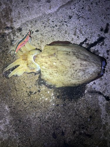モンゴウイカの釣果