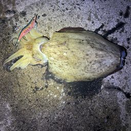 モンゴウイカ