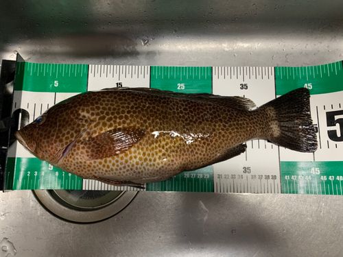 オオモンハタの釣果