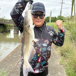 アメリカンキャットフィッシュ