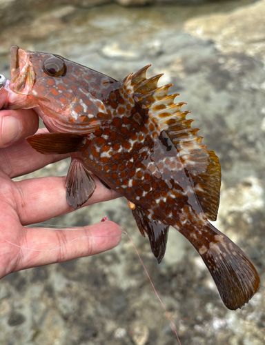 キジハタの釣果