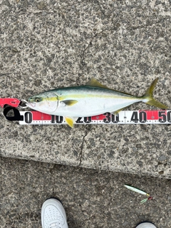 ハマチの釣果