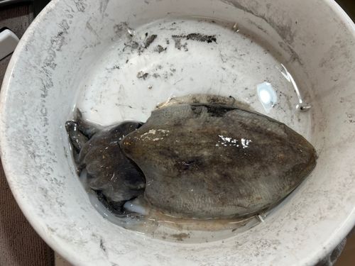 コウイカの釣果