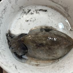 コウイカ