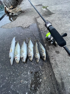 アジの釣果