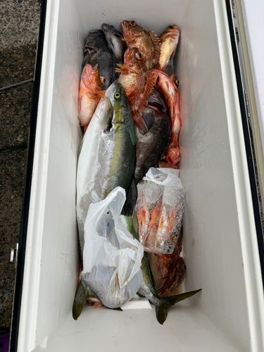 クロソイの釣果