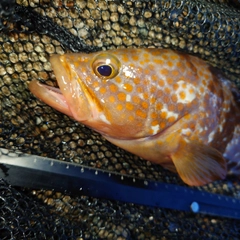 キジハタの釣果