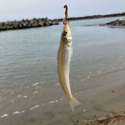 シロギス