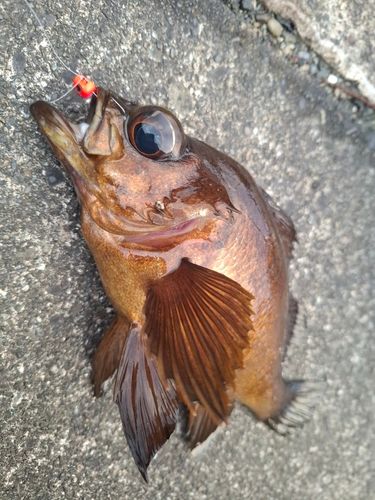 メバルの釣果