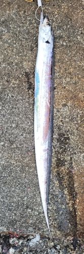 タチウオの釣果