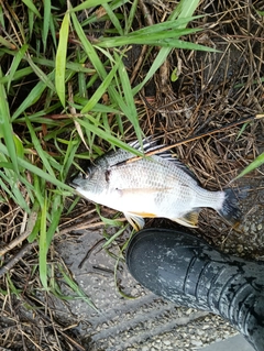 キビレの釣果