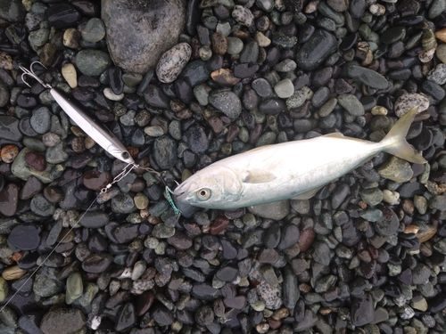 ワカシの釣果