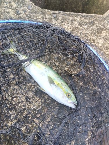 フクラギの釣果