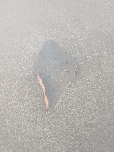 ツバクロエイの釣果