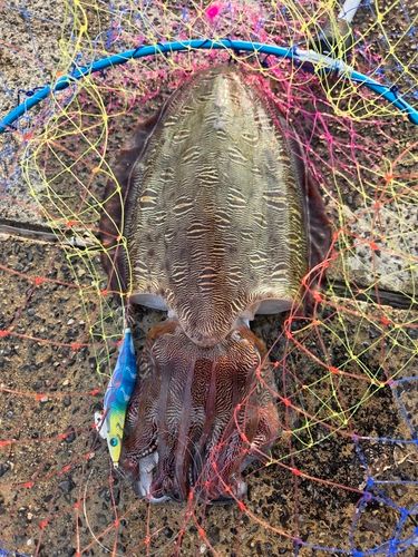 モンゴウイカの釣果