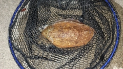 コウイカの釣果