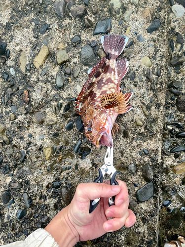 ガシラの釣果
