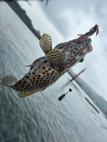 釣果