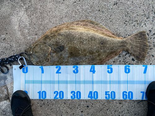 ヒラメの釣果