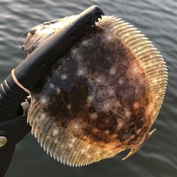 ソゲ