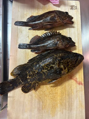 カサゴの釣果