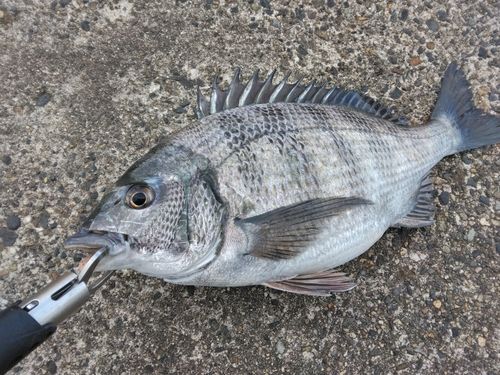 クロダイの釣果
