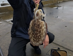 モンゴウイカの釣果