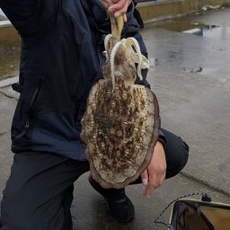 モンゴウイカ