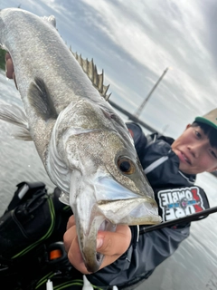 スズキの釣果