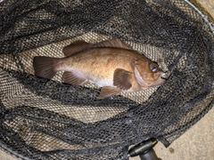メバルの釣果