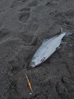 サクラマスの釣果