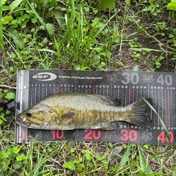 スモールマウスバス